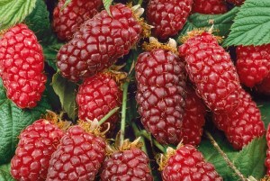 Rubus ´Tayberry Buckingham´